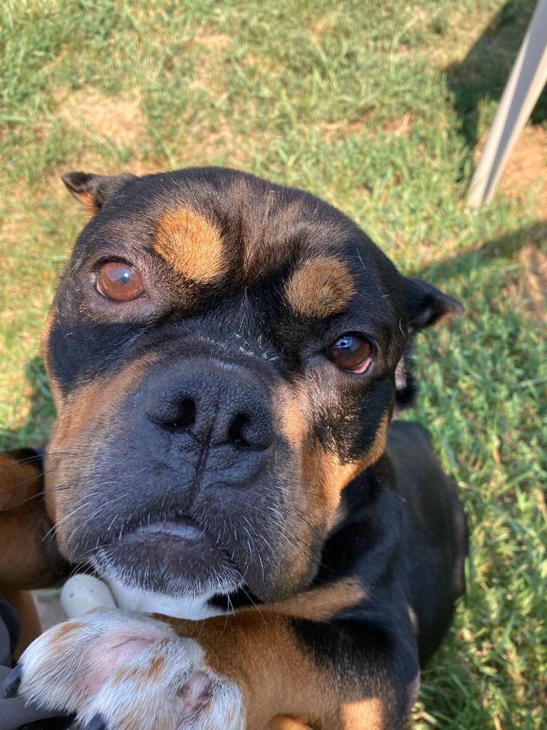 Enlarge Holly, a Adoptable mixed breed in South Bend, IN image 4/6