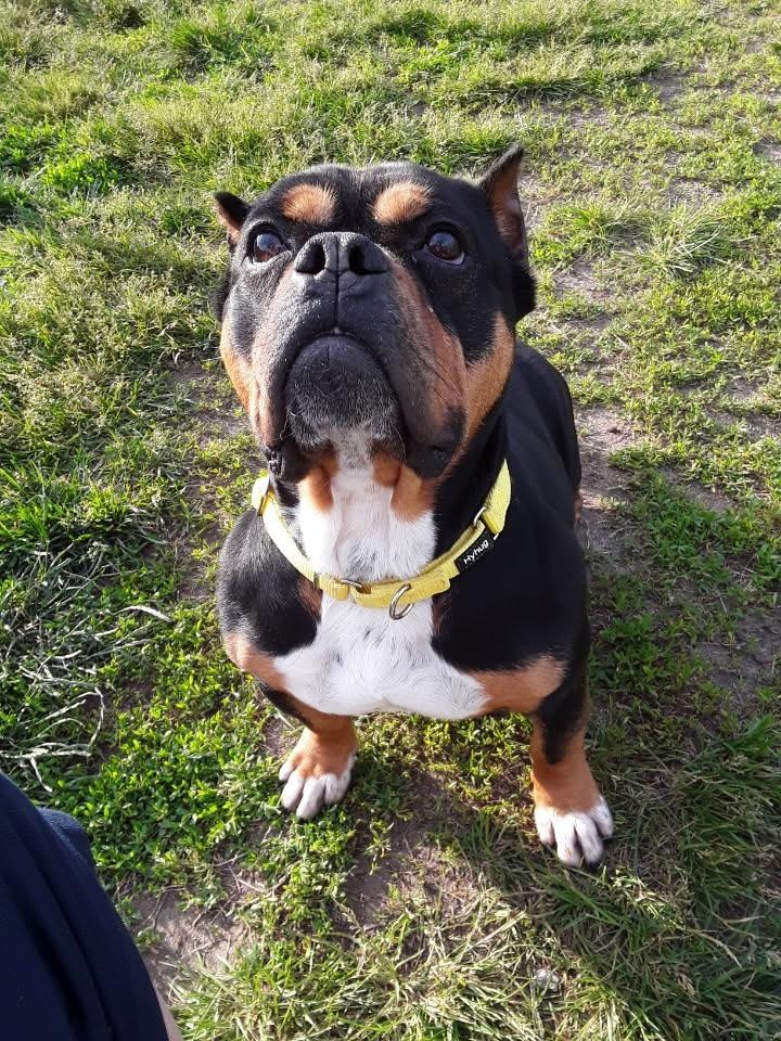 Enlarge Holly, a Adoptable mixed breed in South Bend, IN image 4/5