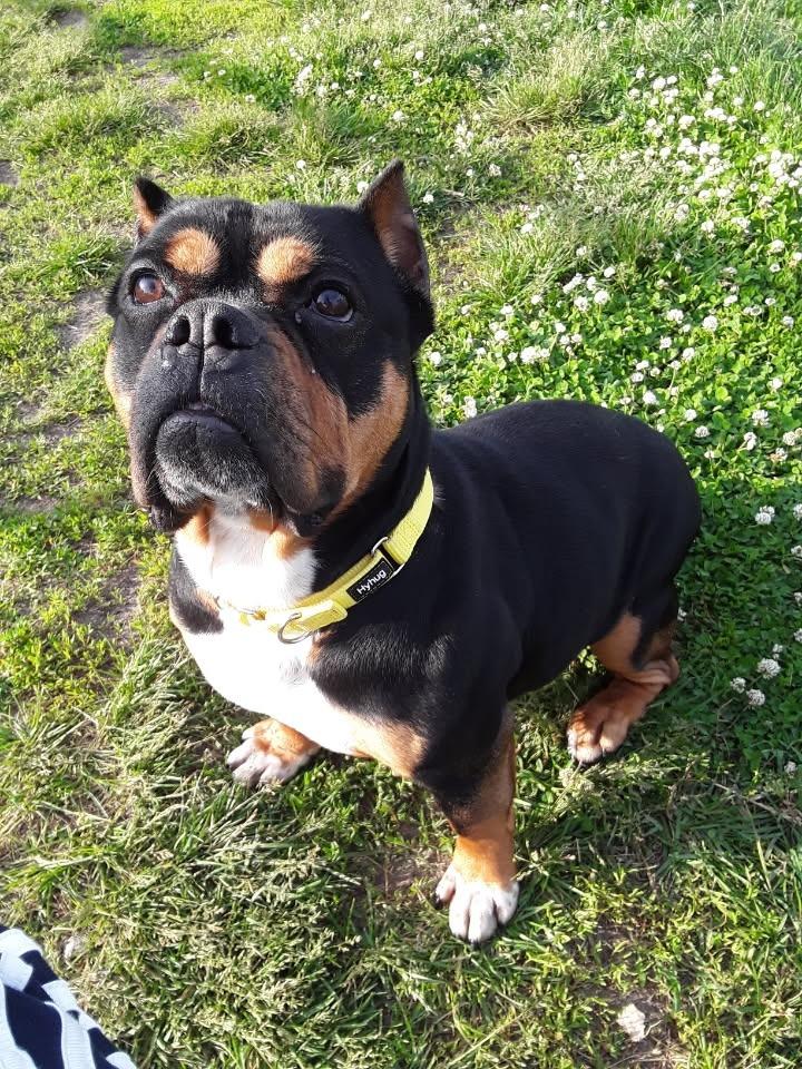 Enlarge Holly, a Adoptable mixed breed in South Bend, IN image 5/5