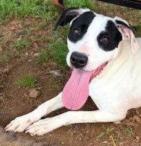 Bourbon, a Adoptable mixed breed in Carrollton, GA image 1/3