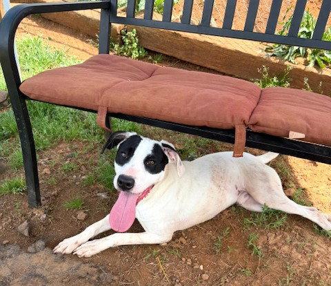 Bourbon, a Adoptable mixed breed in Carrollton, GA image 2/3