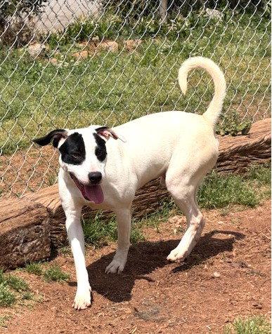 Bourbon, Adoptable, Young Male Hound & Labrador Retriever.