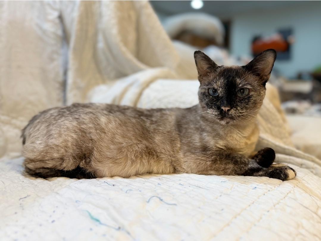 Tilly, an adoptable Tortoiseshell, Siamese in Reeseville, WI, 53579 | Photo Image 2