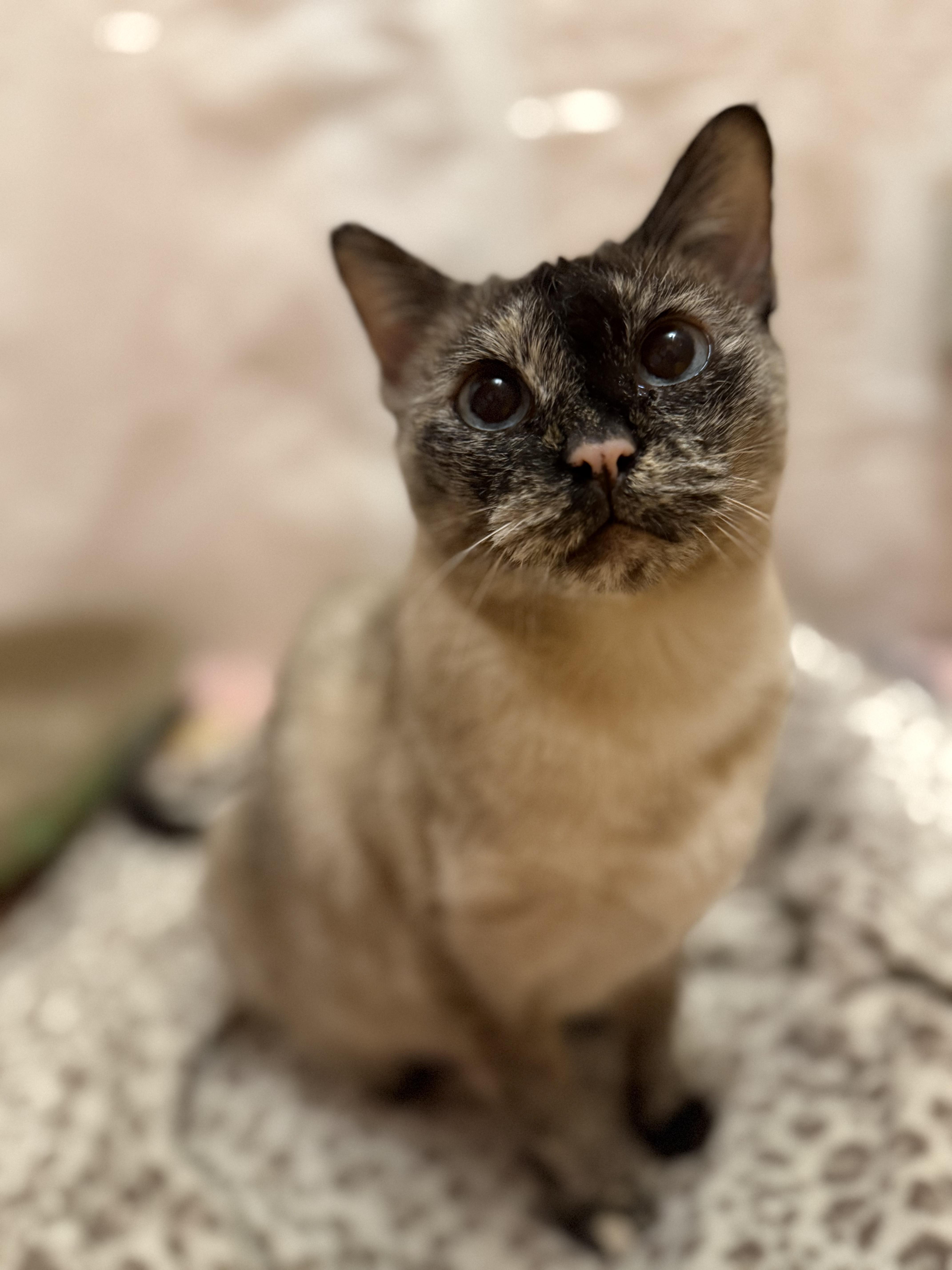 Tilly, an adoptable Tortoiseshell, Siamese in Reeseville, WI, 53579 | Photo Image 1