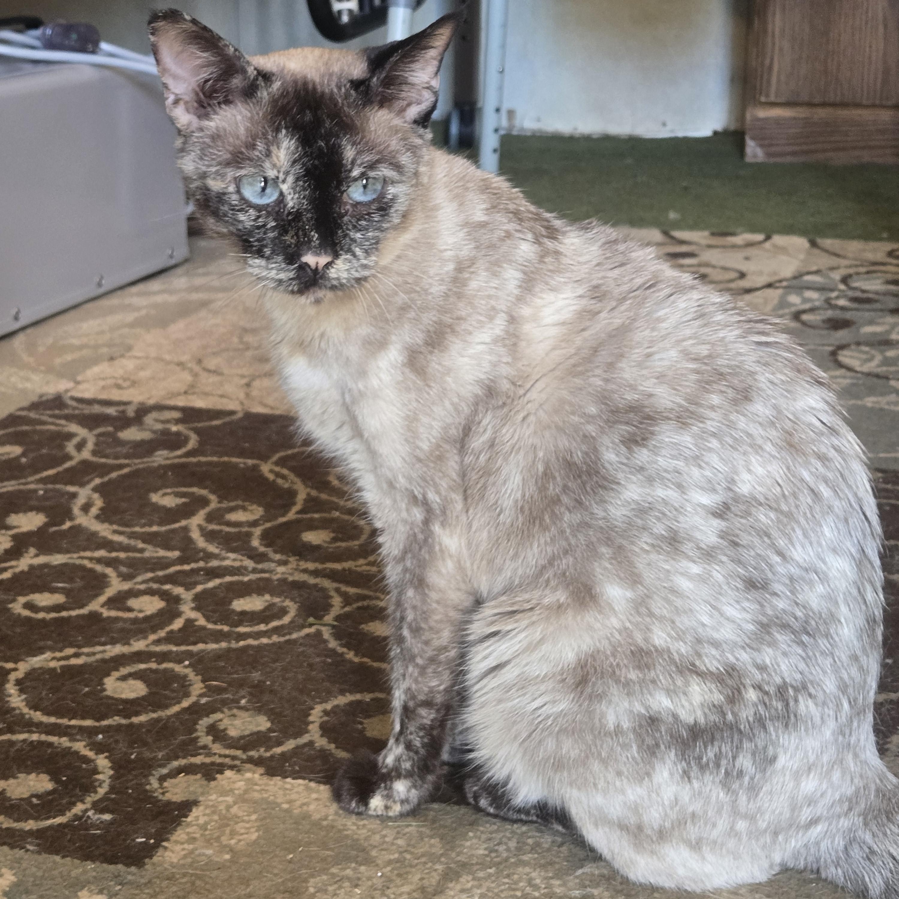 Tilly, an adoptable Tortoiseshell, Siamese in Reeseville, WI, 53579 | Photo Image 3