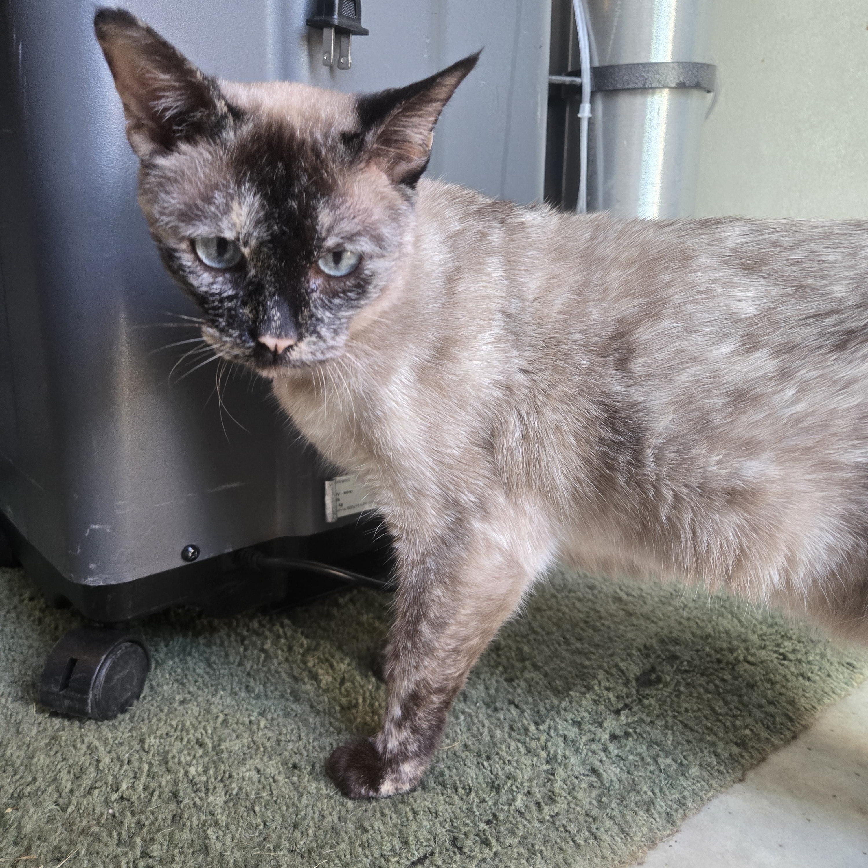Tilly, an adoptable Tortoiseshell, Siamese in Reeseville, WI, 53579 | Photo Image 4