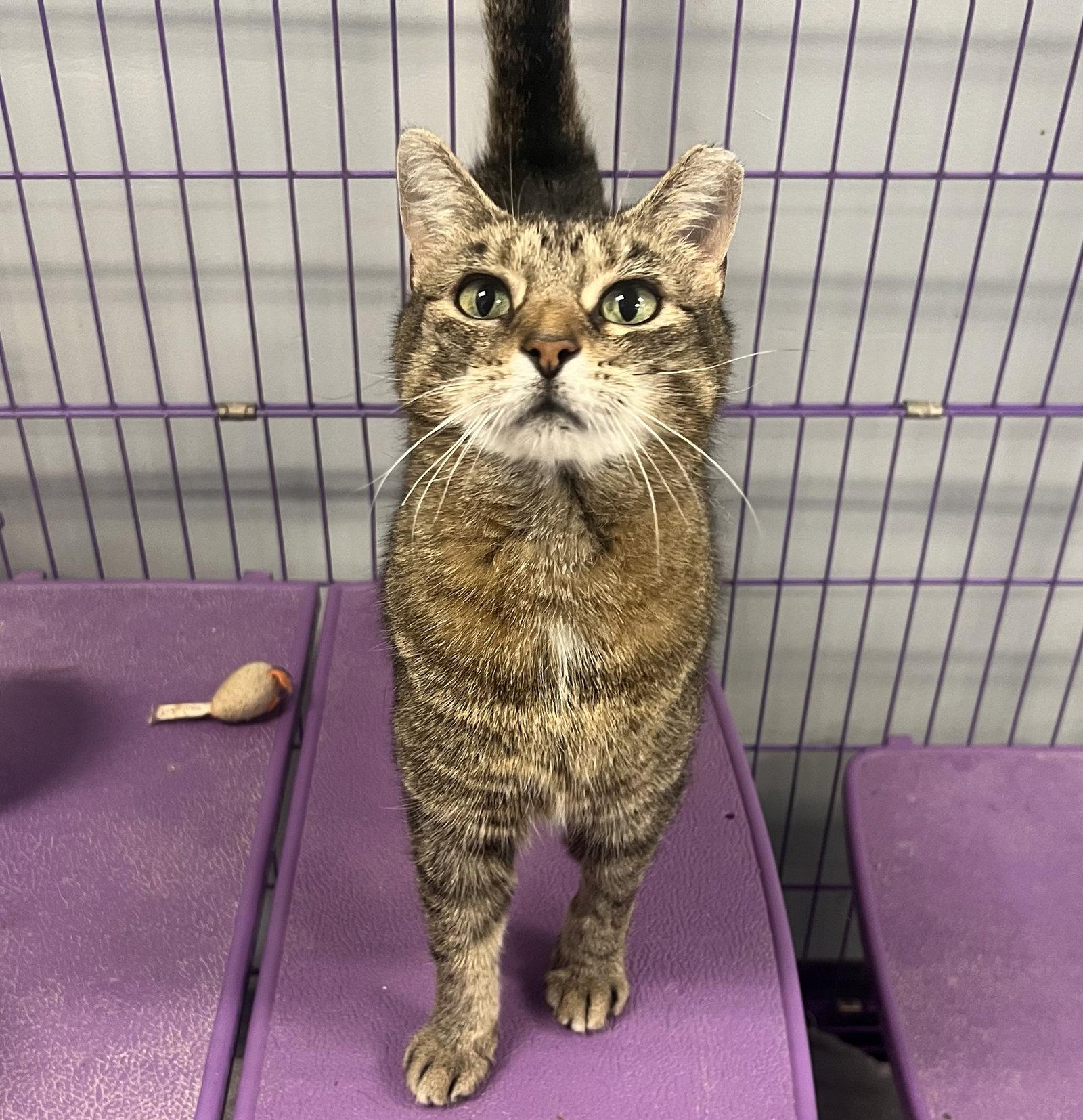Enlarge Tatum, a Adoptable mixed breed in Georgetown, KY image 2/3