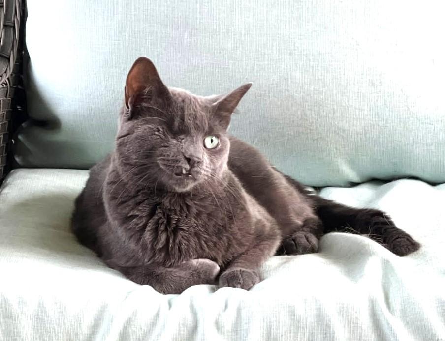 Edwardo, Adoptable, Adult Male Russian Blue.