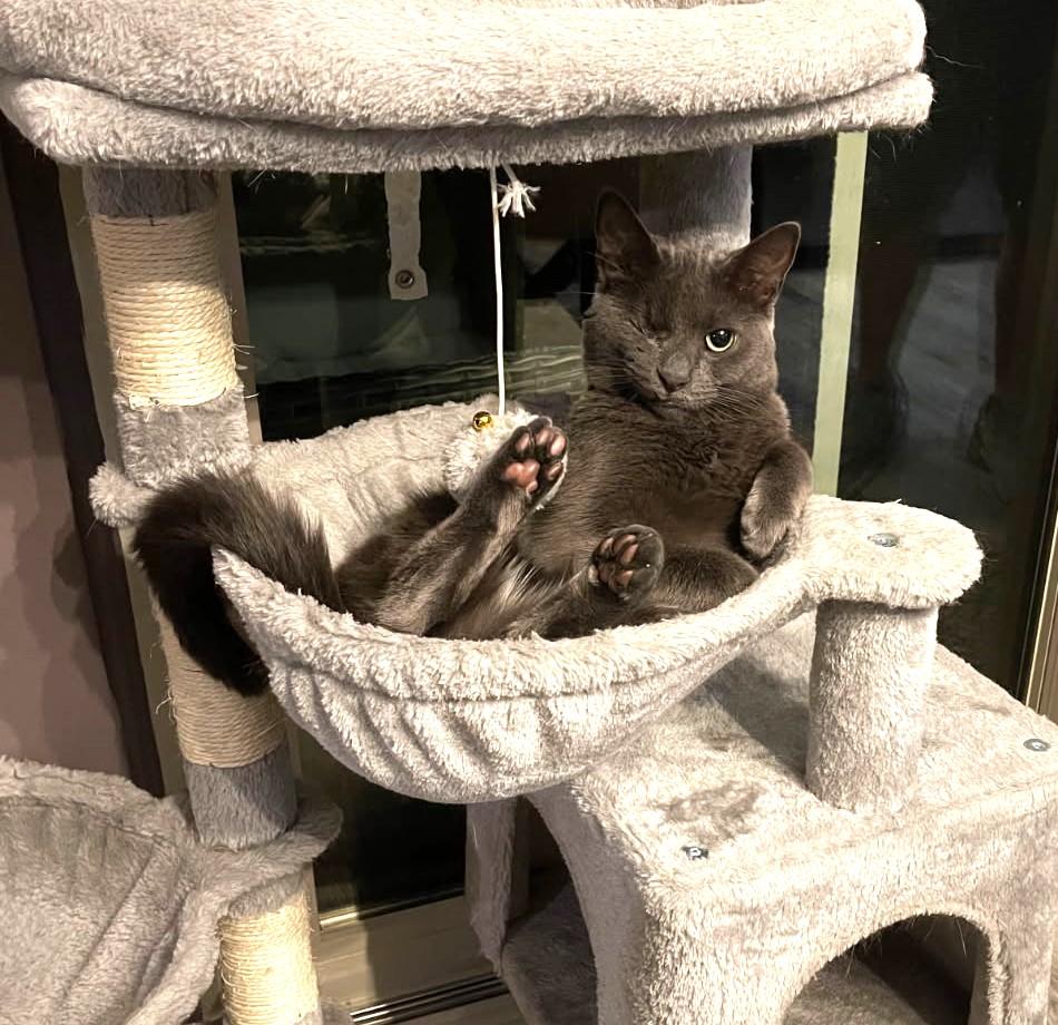 Enlarge Edwardo, a Adoptable mixed breed in Ypsilanti, MI image 2/4