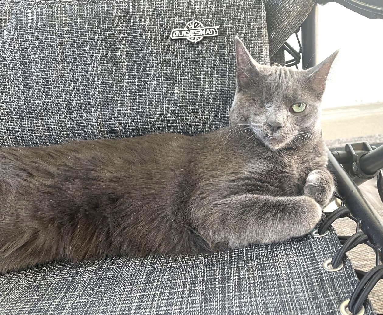 Enlarge Edwardo, a Adoptable mixed breed in Ypsilanti, MI image 3/4