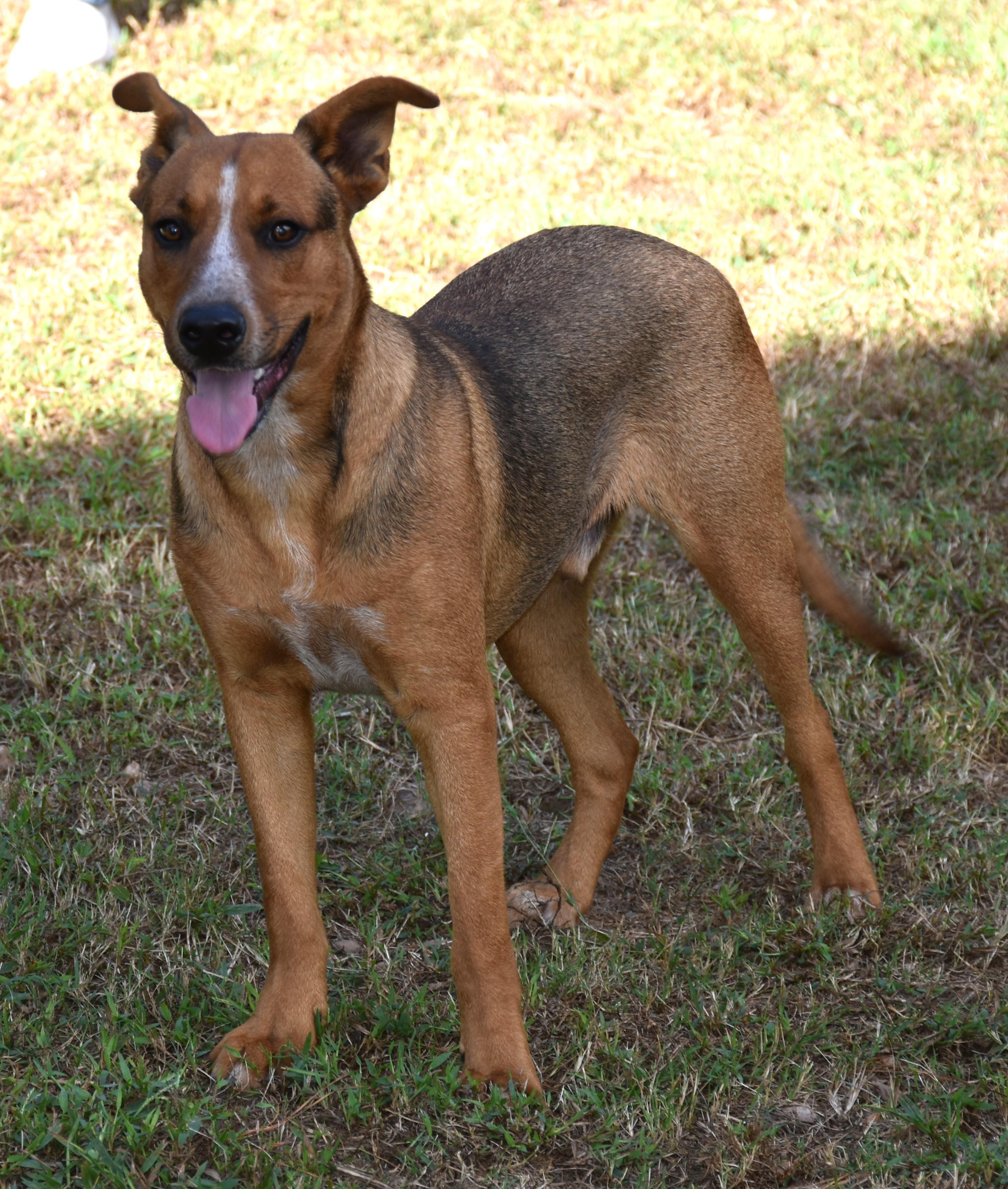Cowboy, a Adoptable mixed breed in Wedowee, AL image 2/5