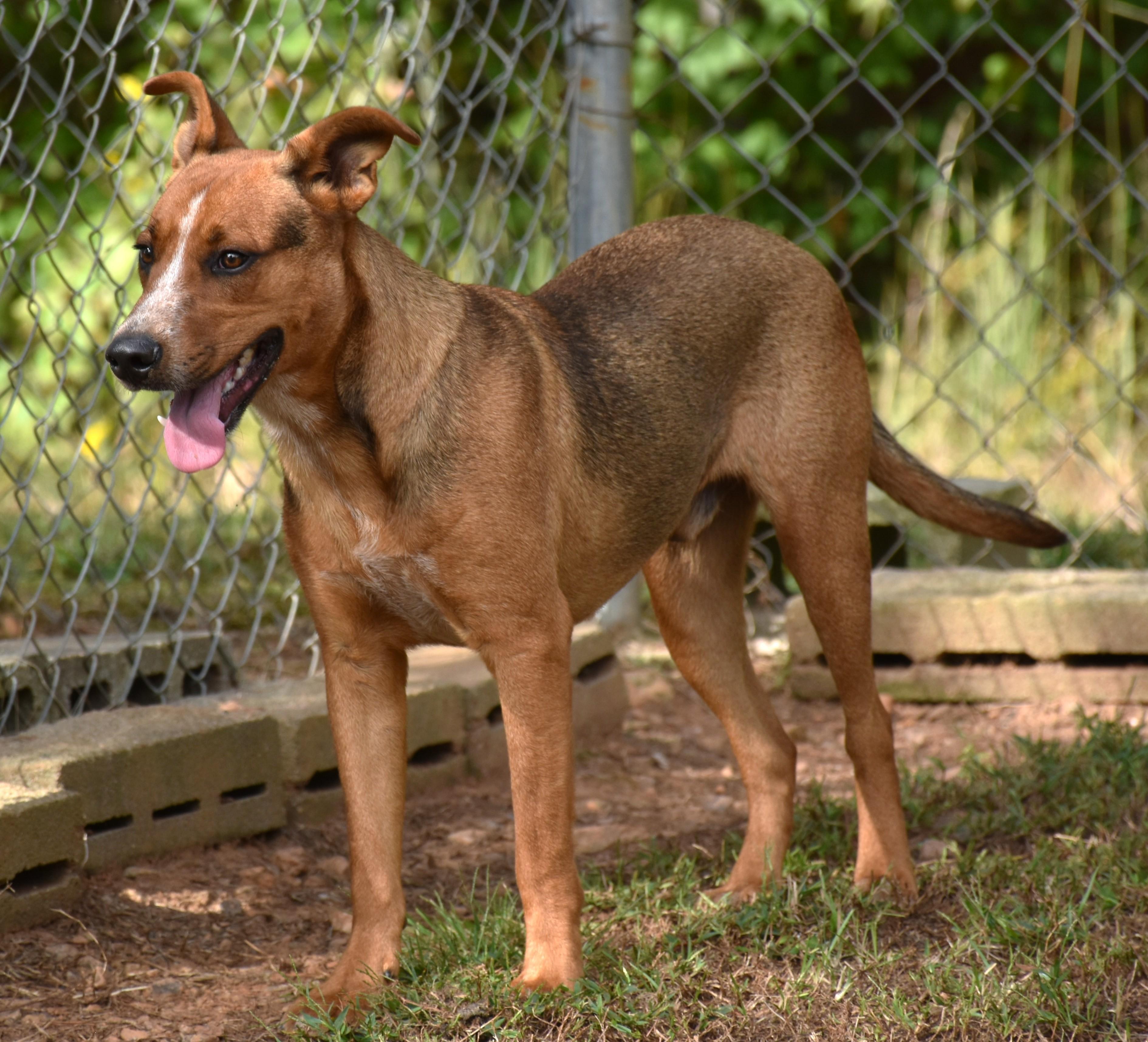 Cowboy, a Adoptable mixed breed in Wedowee, AL image 5/5