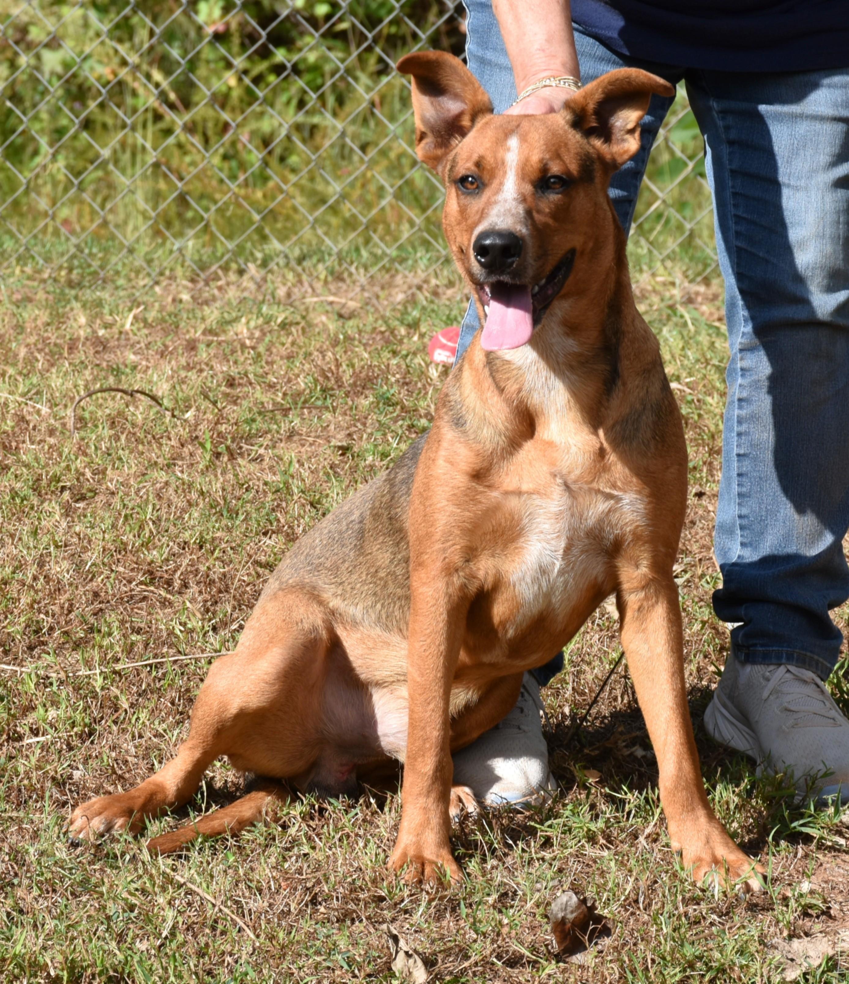 Cowboy, a Adoptable mixed breed in Wedowee, AL image 3/5