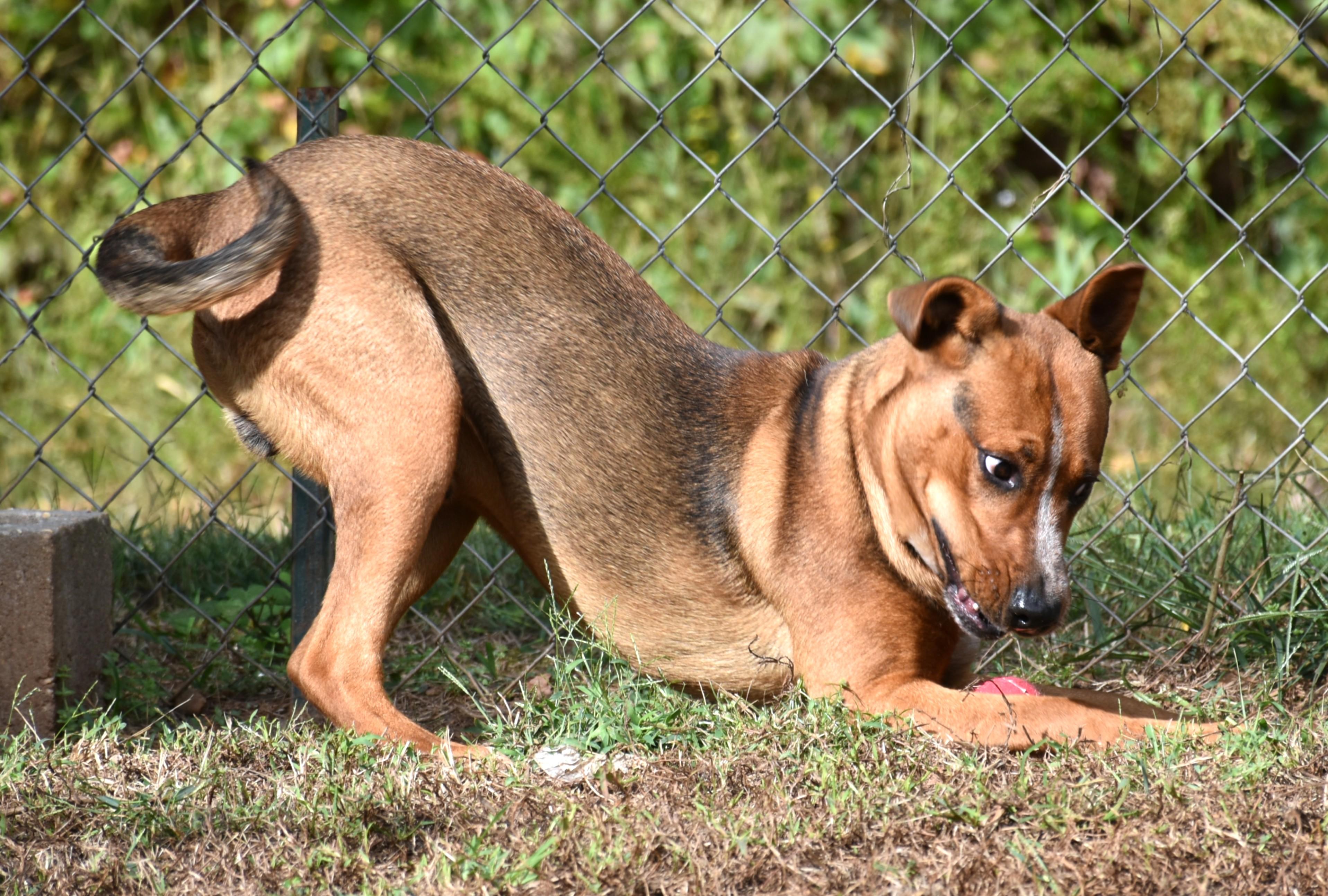 Cowboy, a Adoptable mixed breed in Wedowee, AL image 4/5