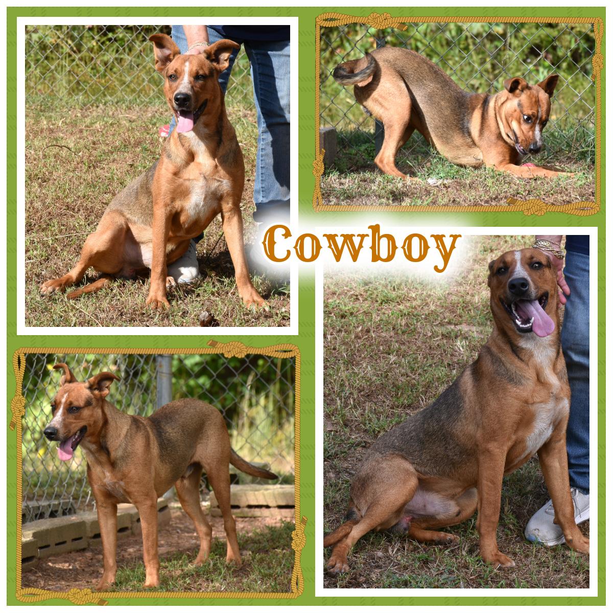 Cowboy, Adoptable, Young Male Australian Cattle Dog / Blue Heeler & Labrador Retriever.