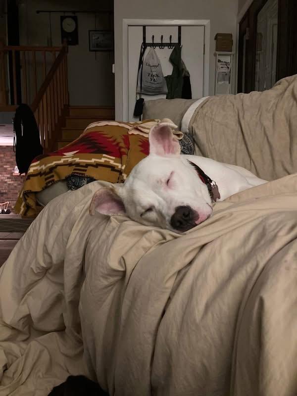 Enlarge Marty, a ADOPTABLE mixed breed in Woodbury, NJ image 4/4