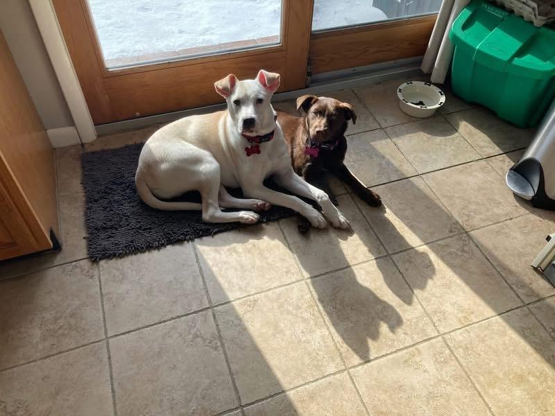 Marty, ADOPTABLE, Young Male Labrador Retriever.