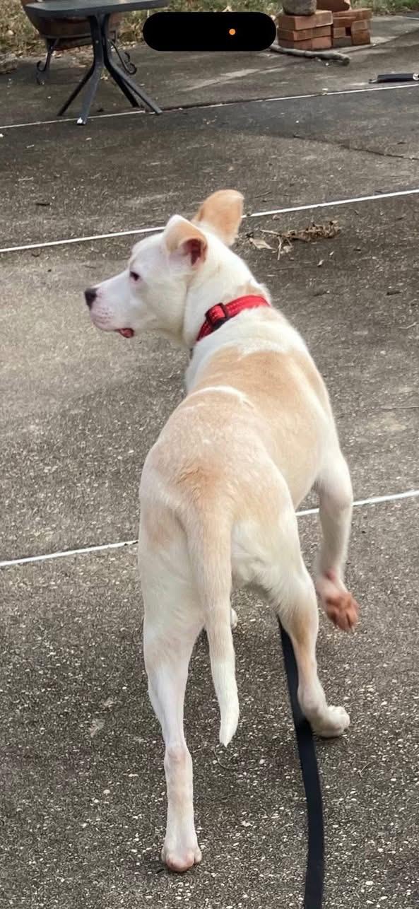 Enlarge Marty, a ADOPTABLE mixed breed in Woodbury, NJ image 3/4