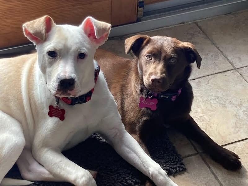 Enlarge Marty, a ADOPTABLE mixed breed in Woodbury, NJ image 2/4