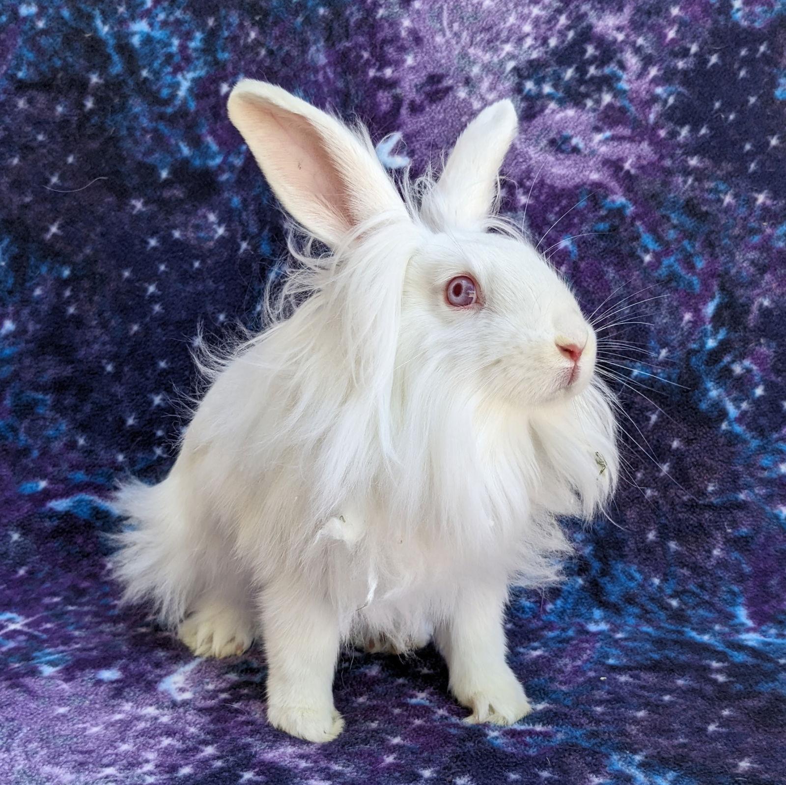Selina, Adoptable, Young Female American & Lionhead.