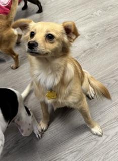 Enlarge Dolly, a Adoptable mixed breed in Gouverneur, NY image 1/3