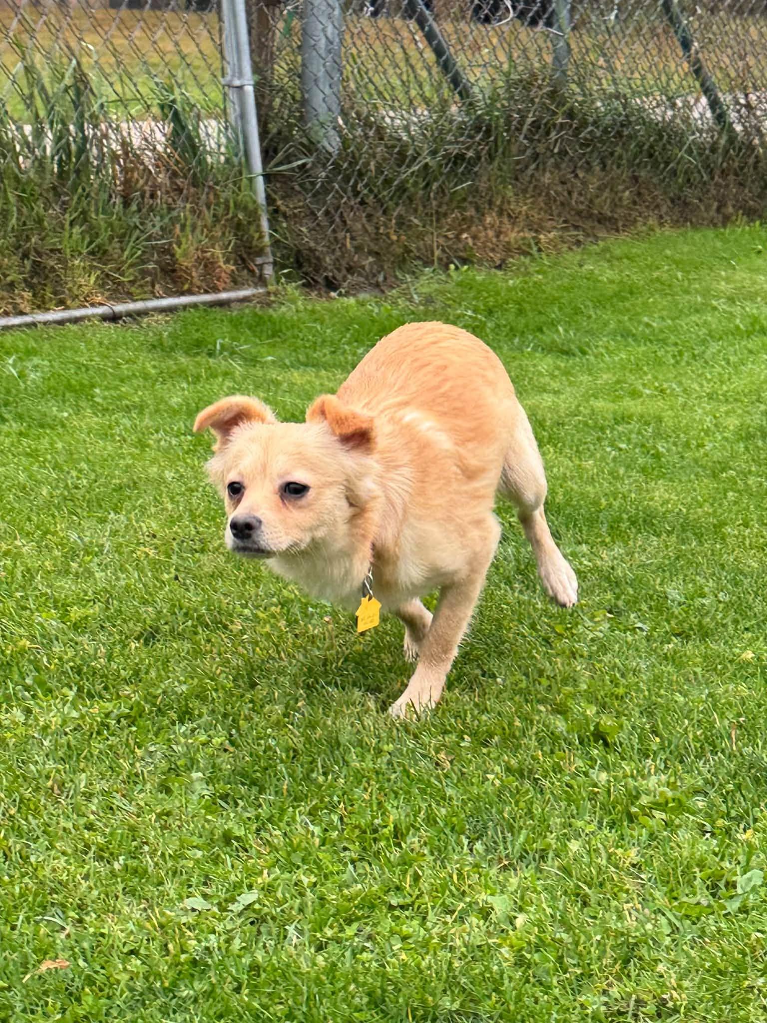 Enlarge Dolly, a Adoptable mixed breed in Gouverneur, NY image 2/3