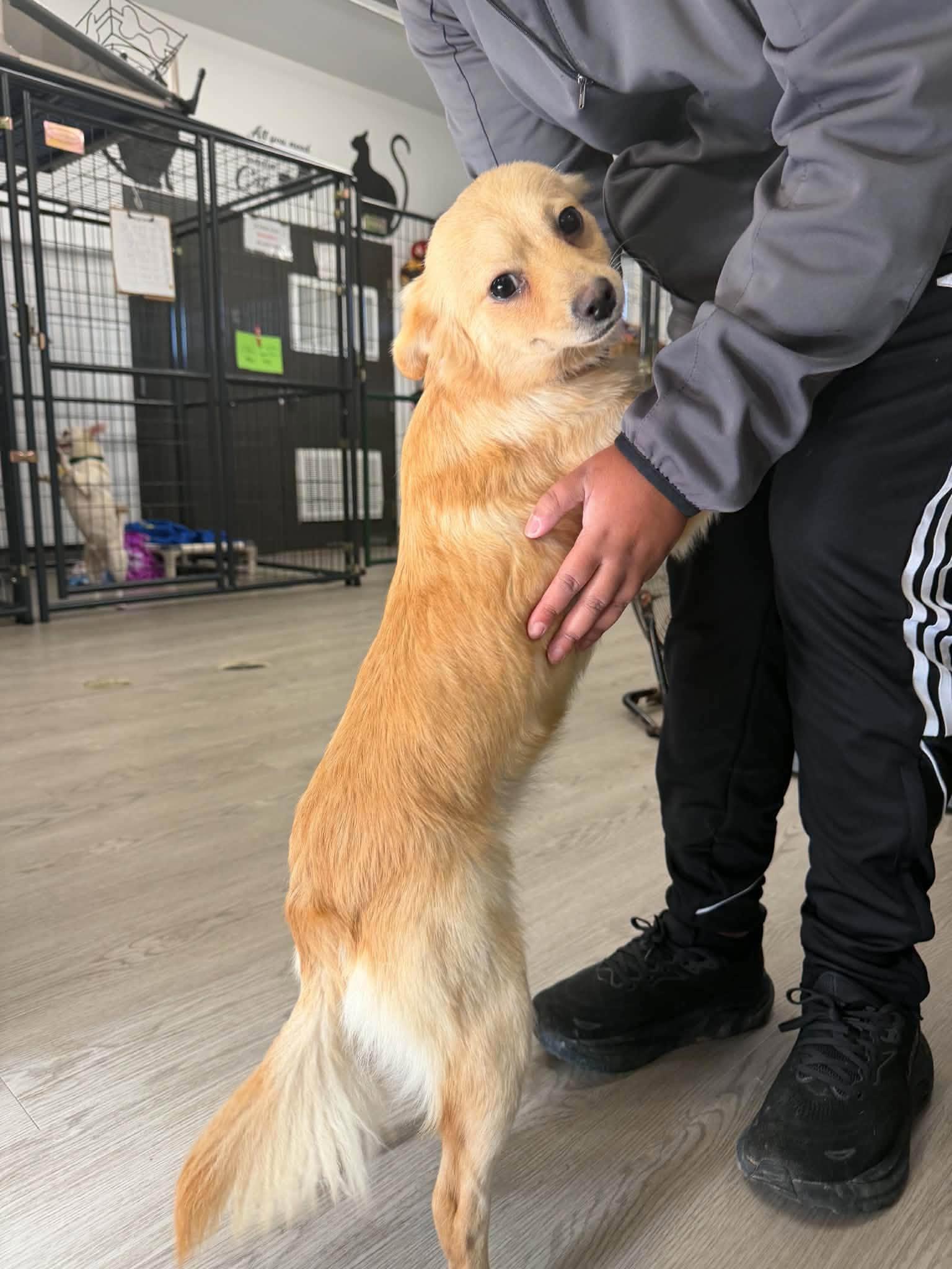 Enlarge Dolly, a Adoptable mixed breed in Gouverneur, NY image 3/3