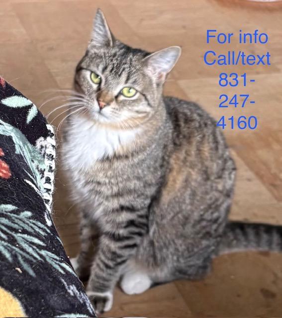 Enlarge Imogen, a Adoptable Tiger in Santa Cruz, CA image 1/3