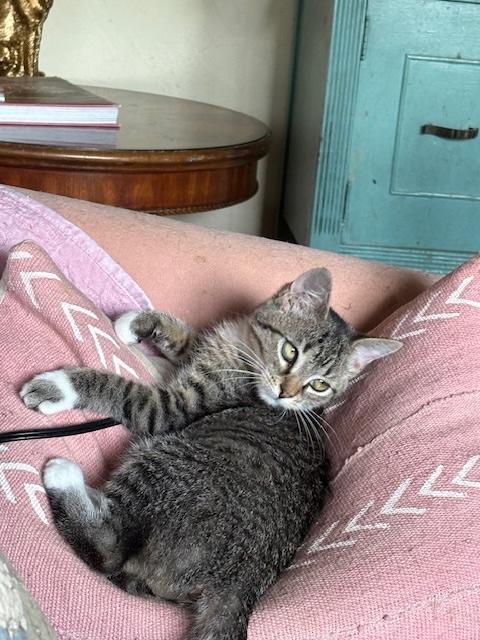 Enlarge Imogen, a Adoptable Tiger in Santa Cruz, CA image 2/2