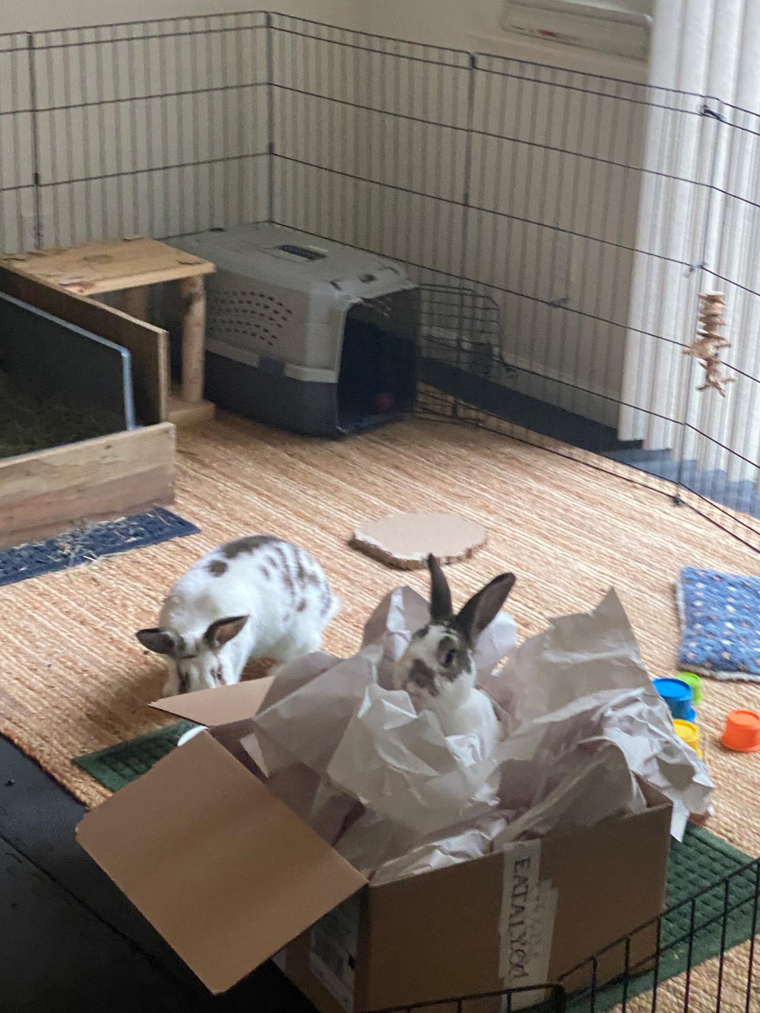 Enlarge Midge (mother of a bonded pair), a Adoptable American in Fair Oaks, CA image 1/2