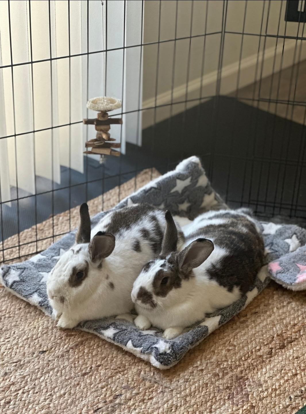 Enlarge Midge (mother of a bonded pair), a Adoptable American in Fair Oaks, CA image 2/2