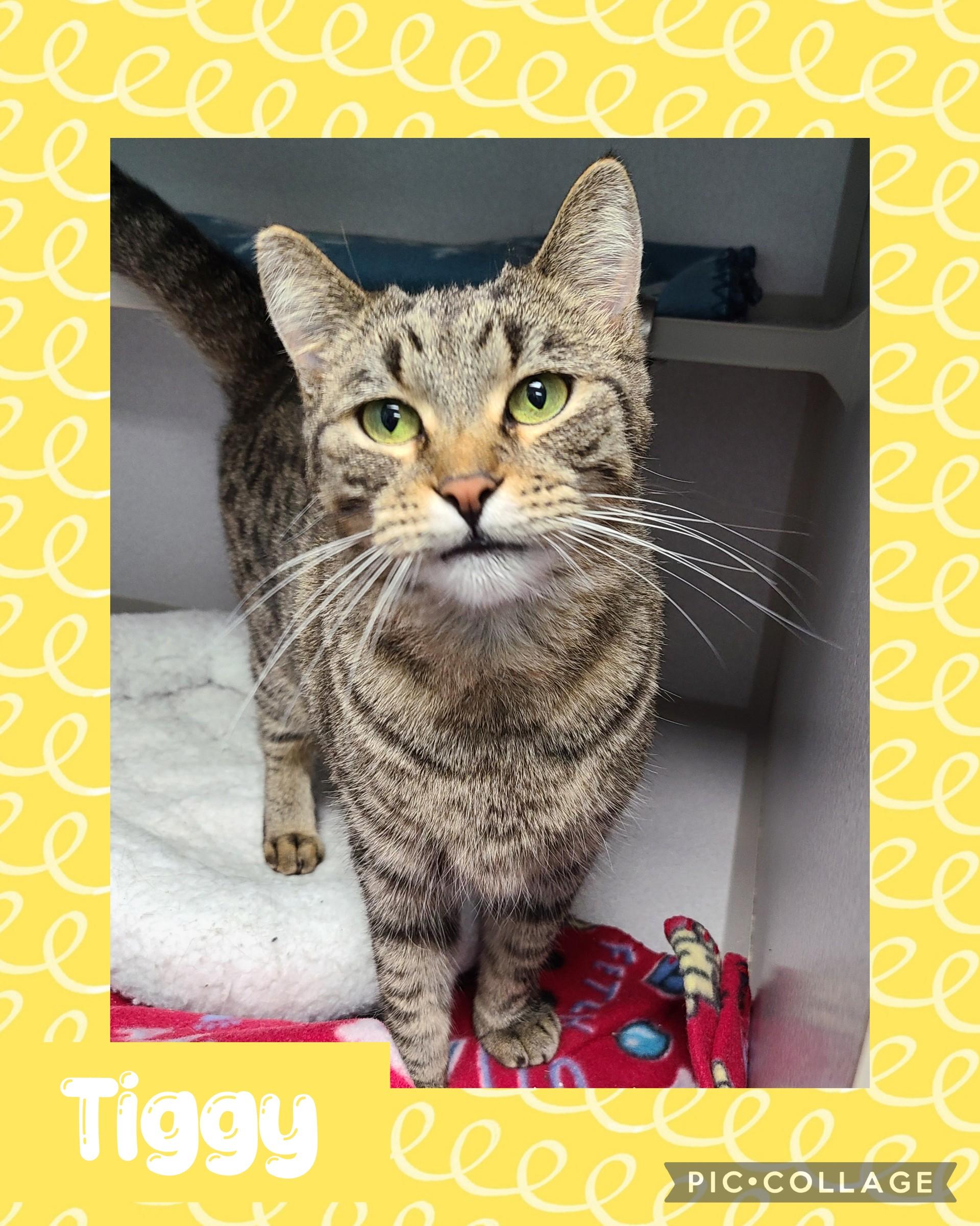 Enlarge Tiggy, a Adoptable Domestic Short Hair in Iron River, MI image 1/1