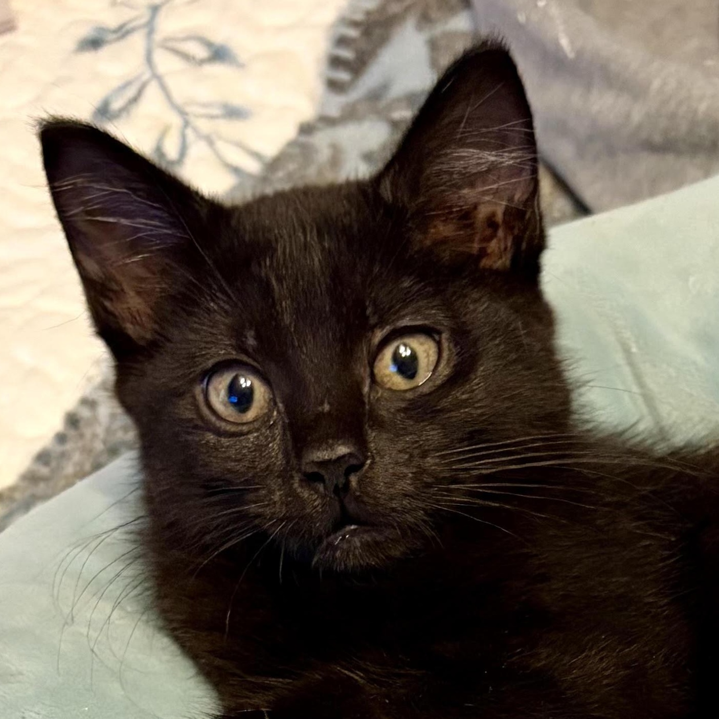 Jolene, Adoptable, Kitten Female Domestic Short Hair.