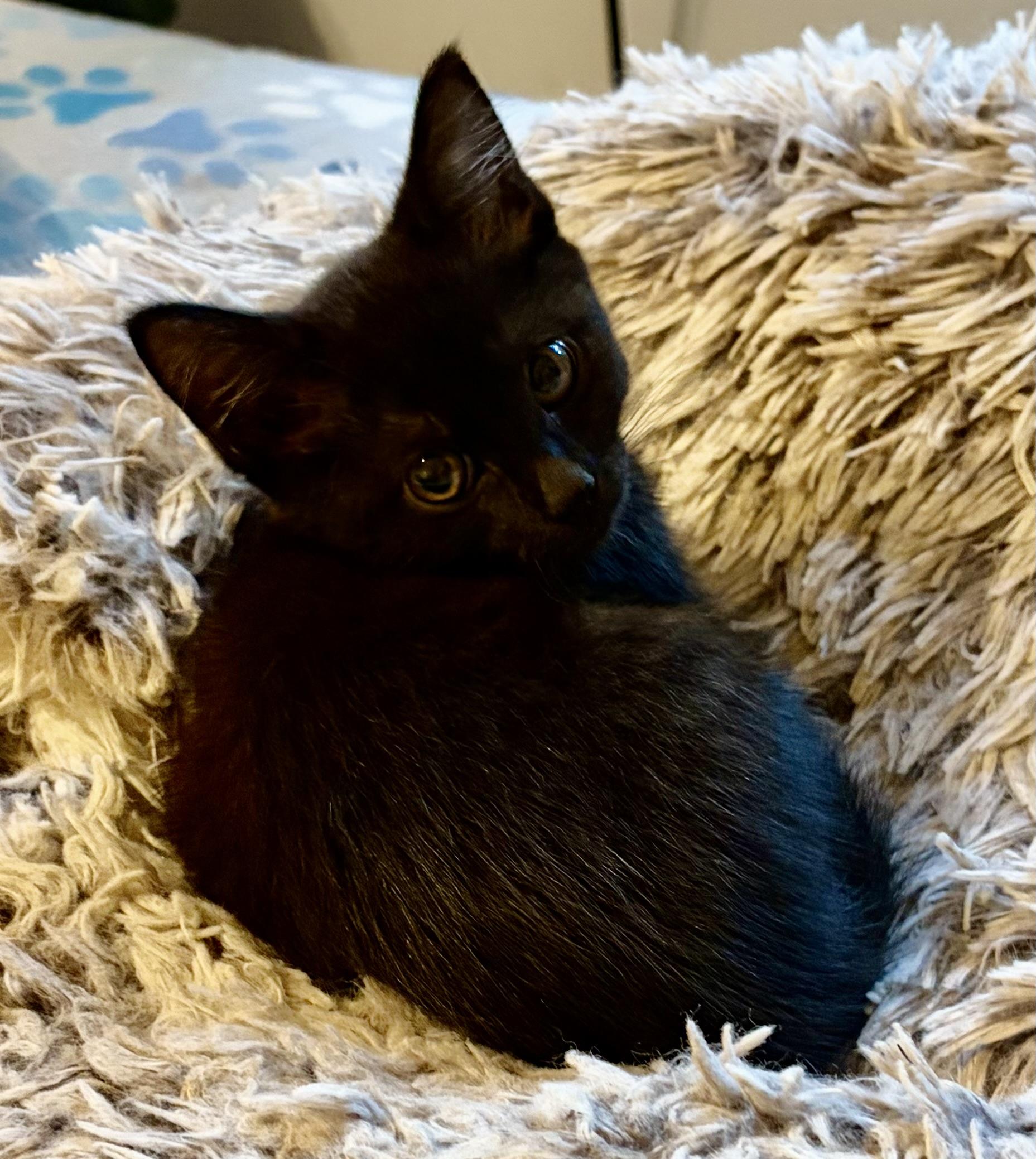 Enlarge Jolene, a Adoptable Domestic Short Hair in Houghton Lake, MI image 4/6