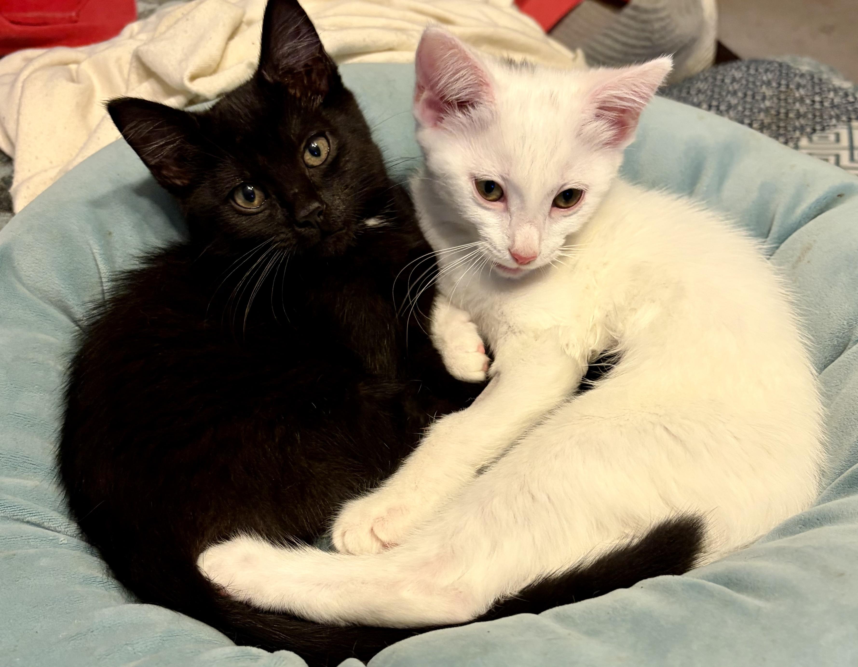 Enlarge Jolene, a Adoptable Domestic Short Hair in Houghton Lake, MI image 2/6