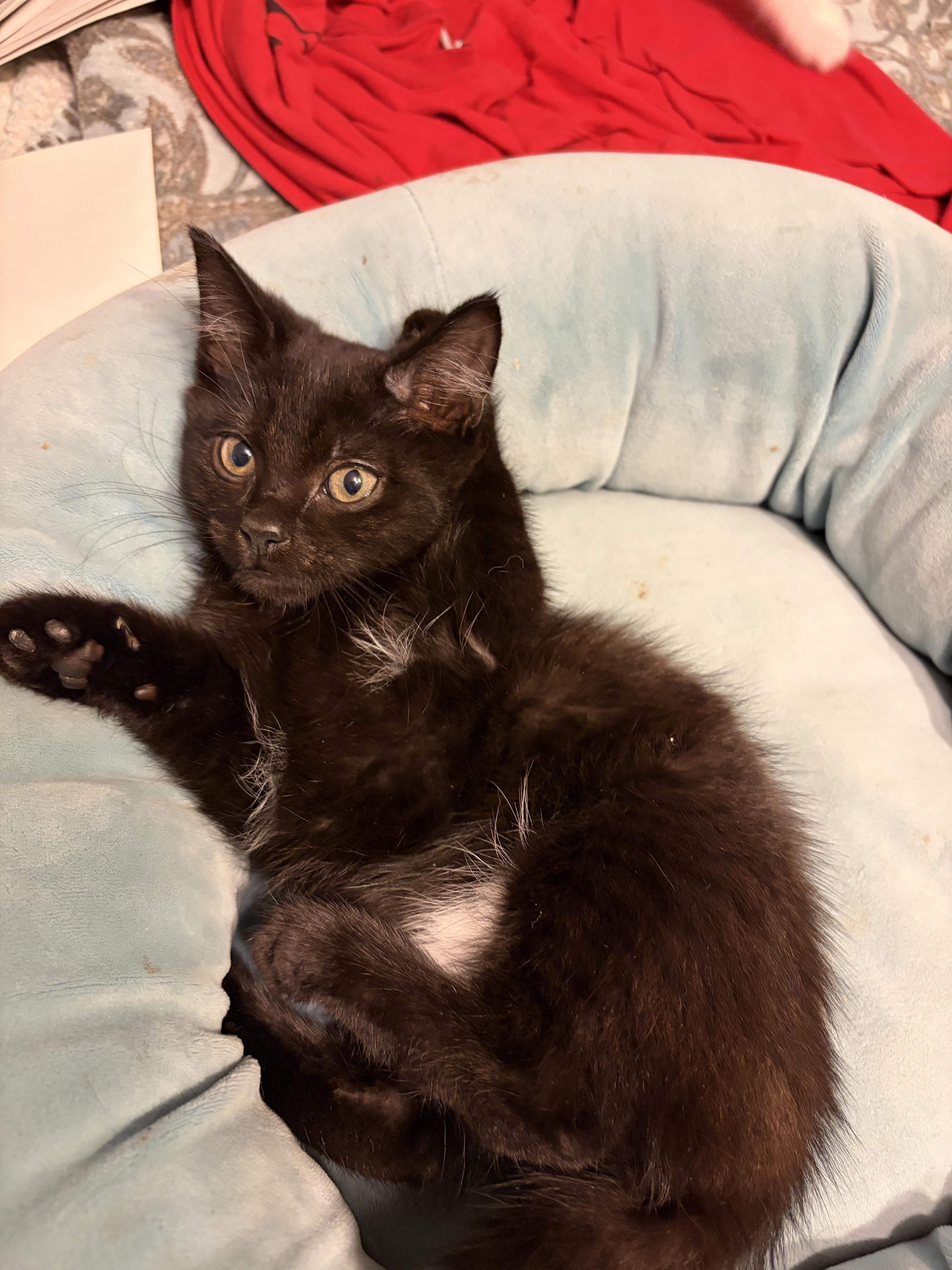 Enlarge Jolene, a Adoptable Domestic Short Hair in Houghton Lake, MI image 6/6