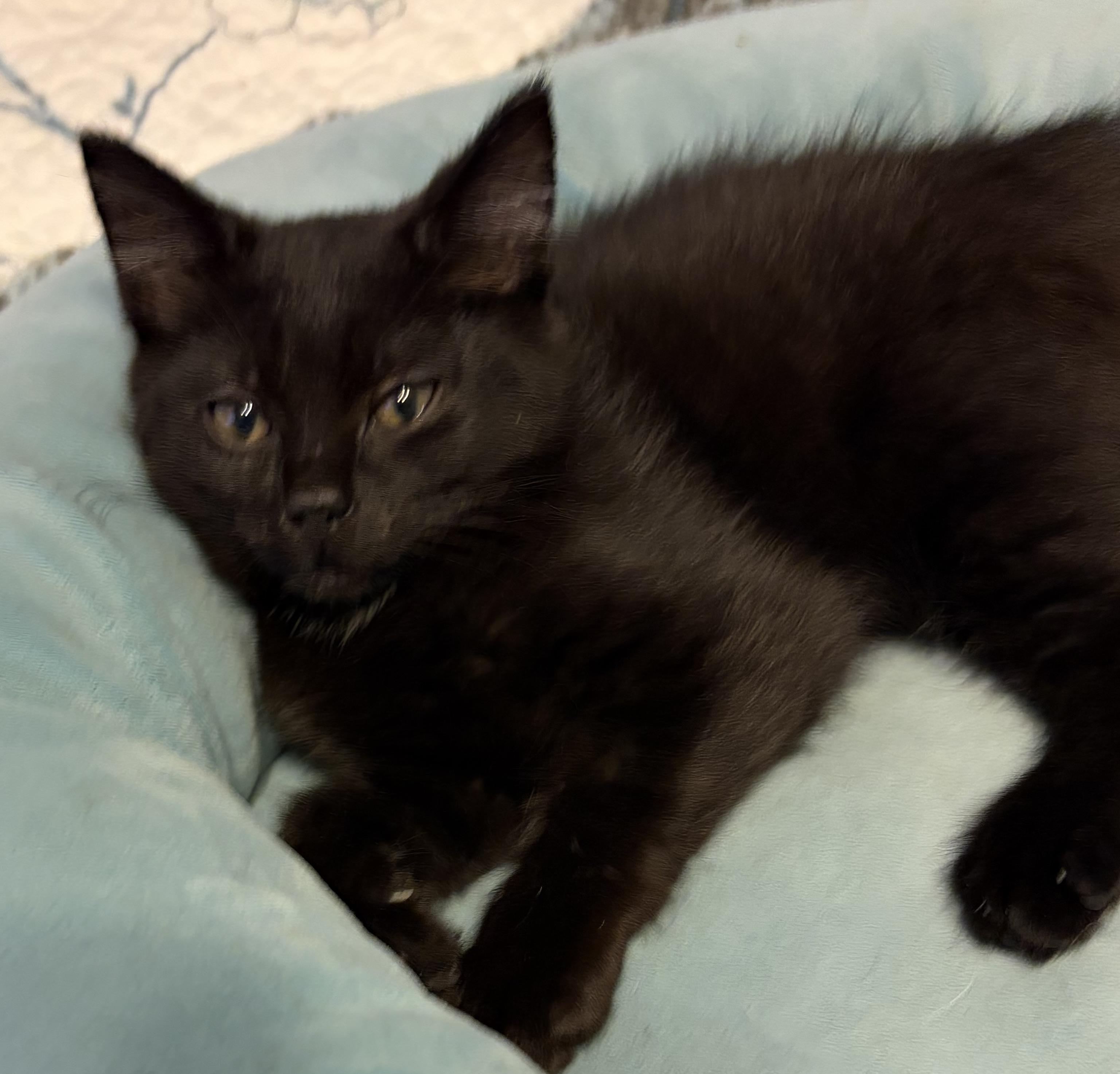 Enlarge Jolene, a Adoptable Domestic Short Hair in Houghton Lake, MI image 5/6