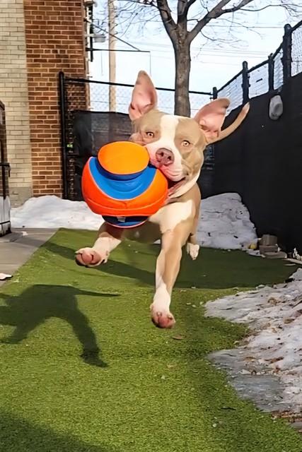 DREIDEL, Adoptable, Adult Male Pit Bull Terrier.