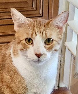 Mango and Solo - 4 yrs old - bonded brothers!, Adopted, Adult Male Domestic Short Hair.