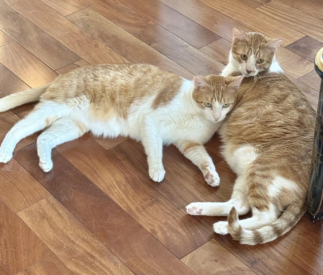 Enlarge Mango and Solo - 4 yrs old - bonded brothers!, a Adopted Domestic Short Hair in Antioch, CA image 2/3