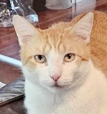 Enlarge Mango and Solo - 4 yrs old - bonded brothers!, a Adopted Domestic Short Hair in Antioch, CA image 3/3