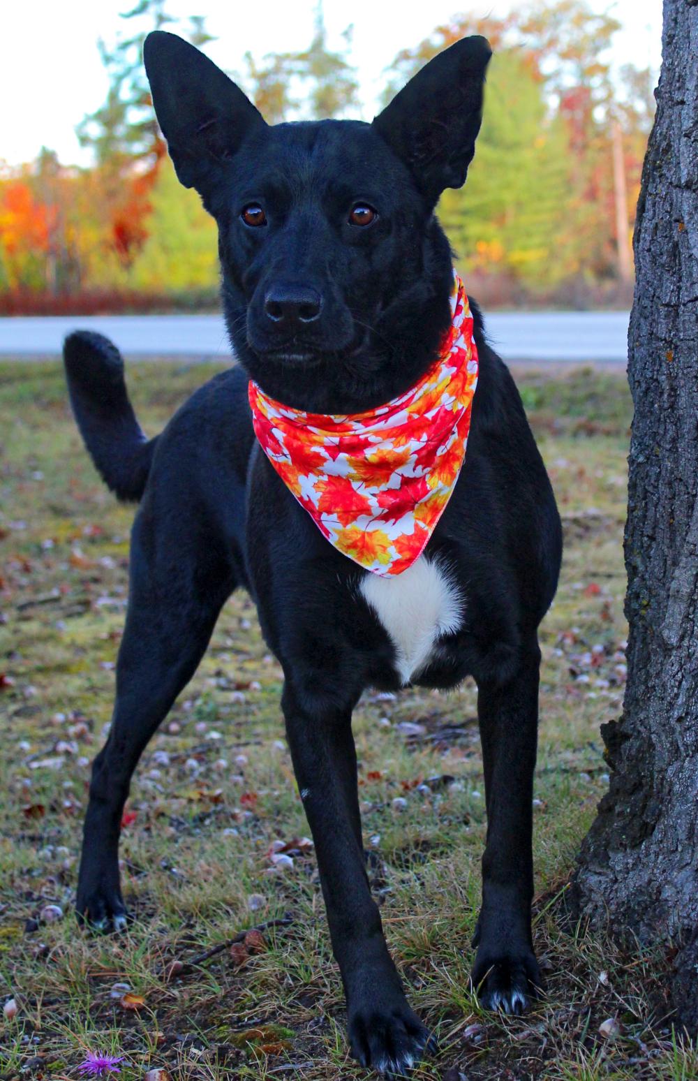 Kelly, an adoptable German Shepherd Dog in Cheboygan, MI, 49721 | Photo Image 6