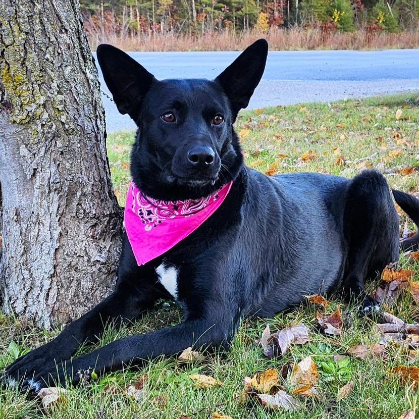 Kelly, an adoptable German Shepherd Dog in Cheboygan, MI, 49721 | Photo Image 3