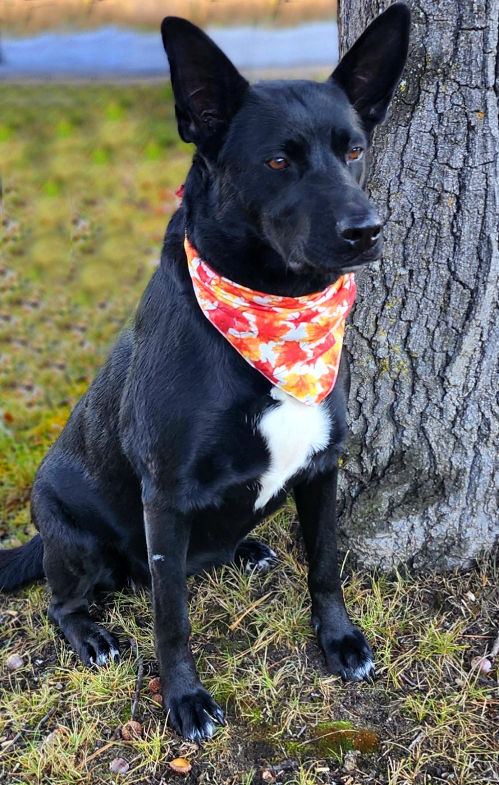 Kelly, an adoptable German Shepherd Dog in Cheboygan, MI, 49721 | Photo Image 1