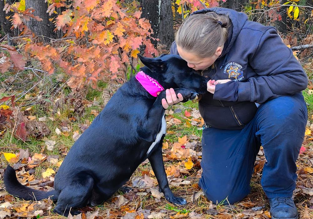 Kelly, an adoptable German Shepherd Dog in Cheboygan, MI, 49721 | Photo Image 2