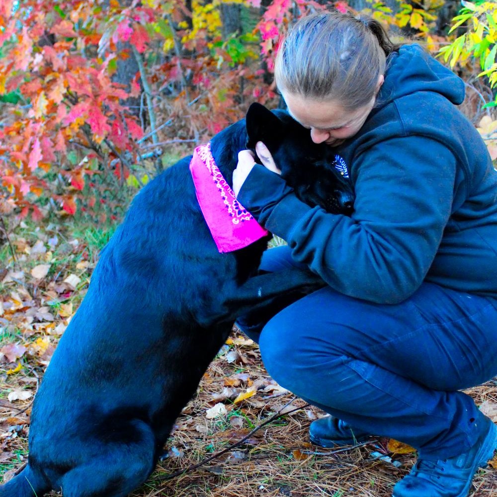 Kelly, an adoptable German Shepherd Dog in Cheboygan, MI, 49721 | Photo Image 5