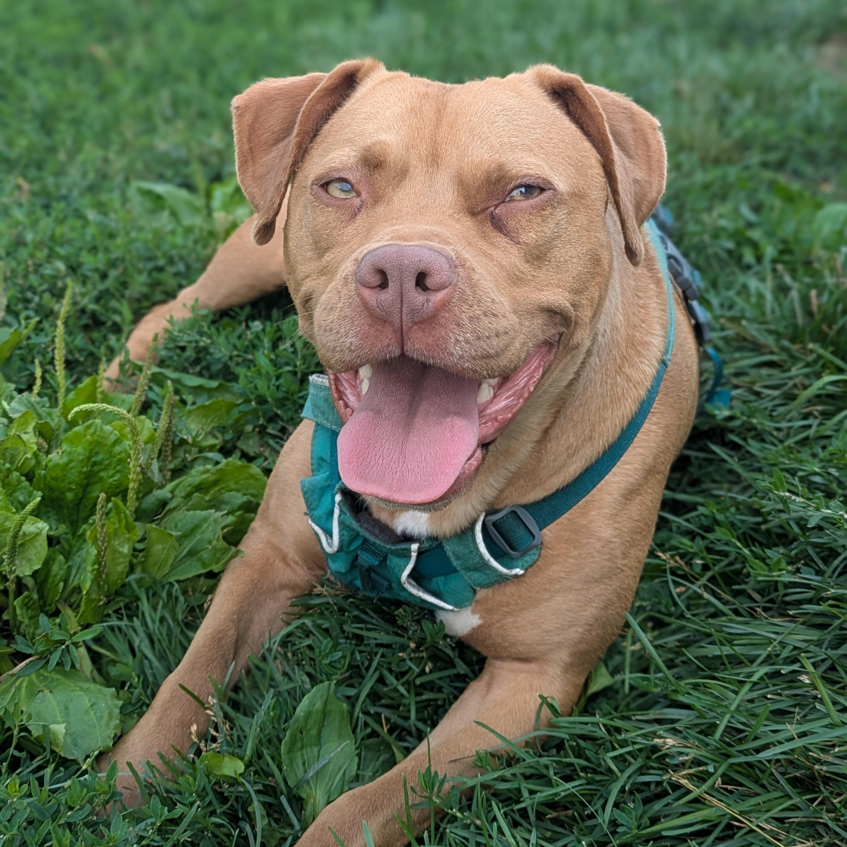 Enlarge Sandy, a Adoptable mixed breed in Watertown, WI image 1/5