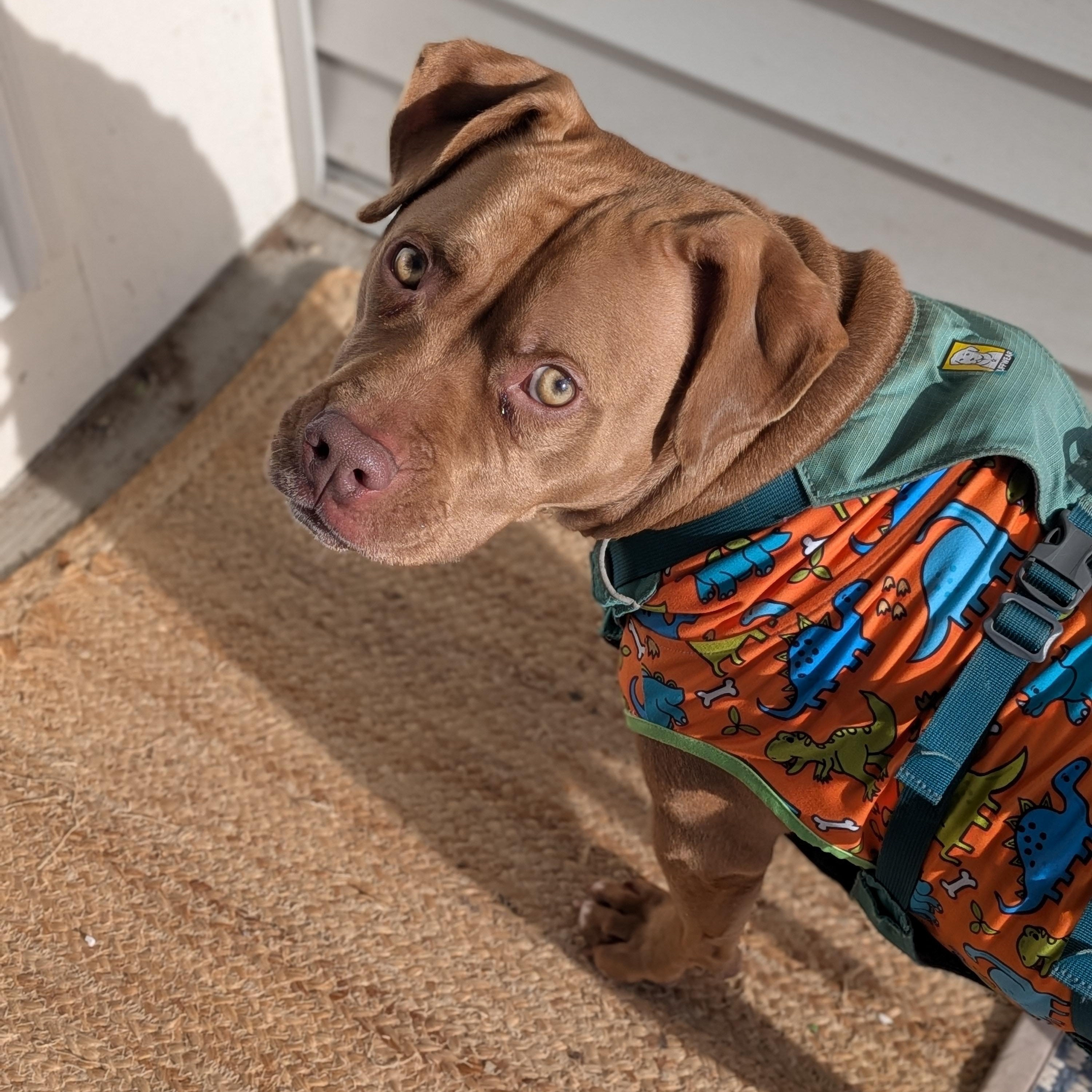 Enlarge Sandy, a Adoptable mixed breed in Watertown, WI image 2/5