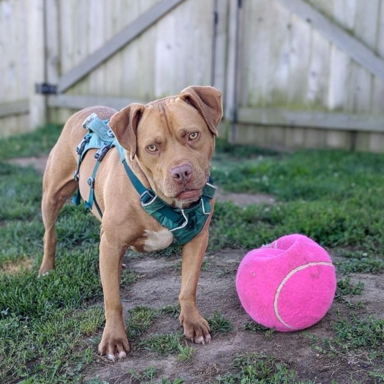 Sandy, a Adoptable mixed breed in Watertown, WI image 1/6