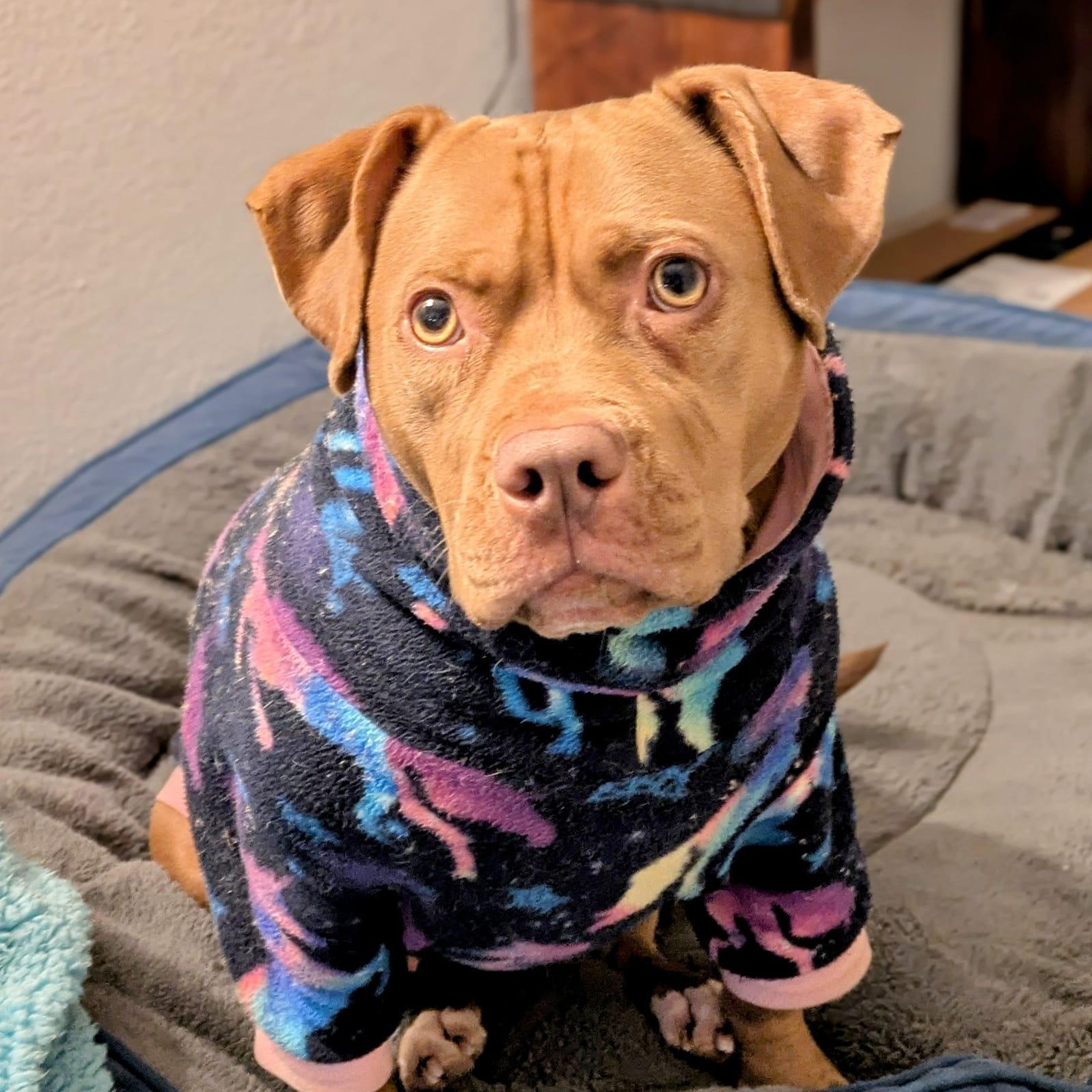 Sandy, an adoptable Mixed Breed in Watertown, WI, 53094 | Photo Image 4